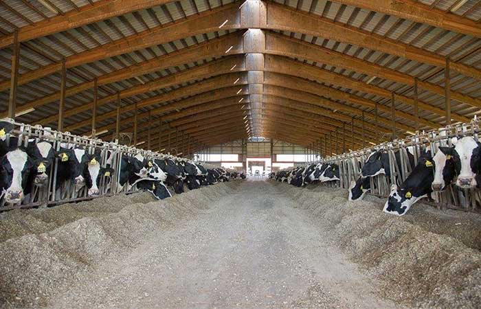 why-are-cows-in-barns-ft.jpg