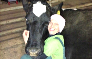 dairy cows, milk and antibiotics