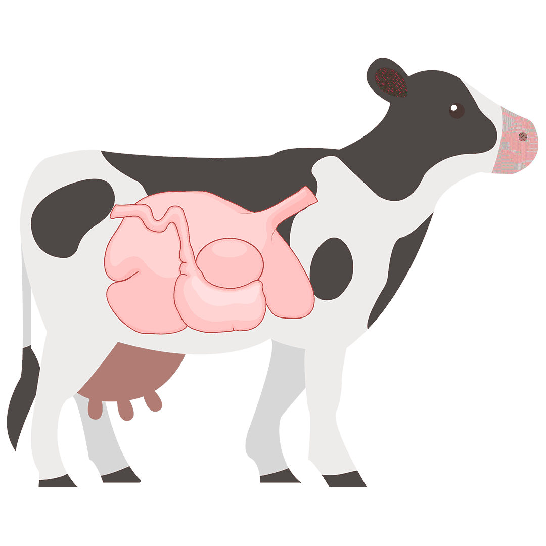Cow-Stomach-GIF_V2 - United Dairy Industry of Michigan