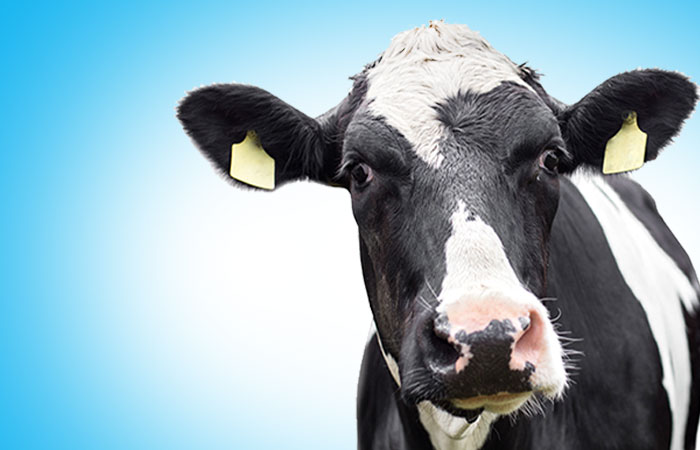 How Many Stomachs Does A Cow Have? - United Dairy Industry of Michigan