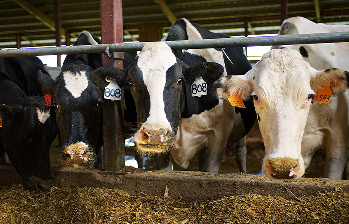 What Do Cows Eat? - United Dairy Industry of Michigan